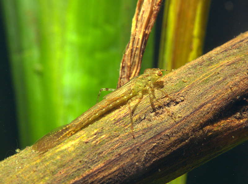 Dragonfly+larvae+identification+guide