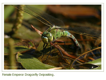 Identifying+dragonflies+uk