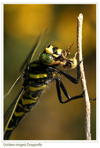 Golden Ringed Dragonfly