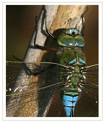 Emperor Dragonfly