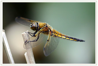 Perched Four Spotted Chaser